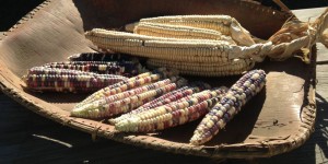 cropped-corn